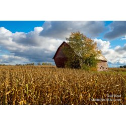 Fall in Mason County (3241)