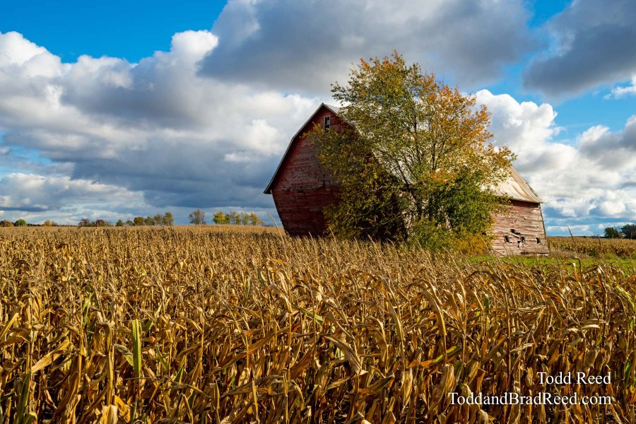 Fall in Mason County (3241)