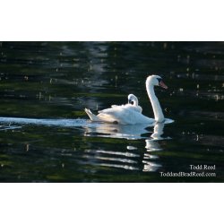 Swan Carring Baby on Back (3349)