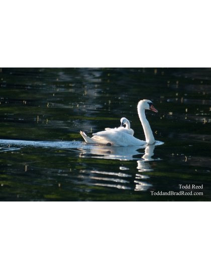 Swan Carring Baby on Back (3349)