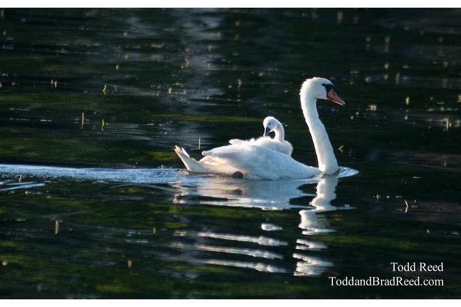 Swan Carring Baby on Back (3349)
