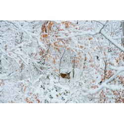 Wednesday November (3531)
