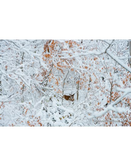 Wednesday November (3531)