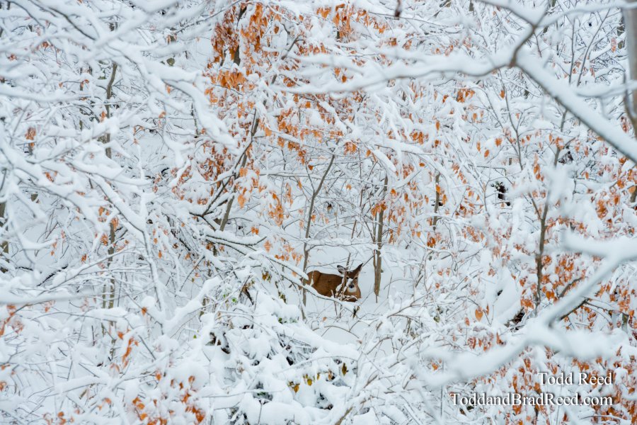 Wednesday November (3531)