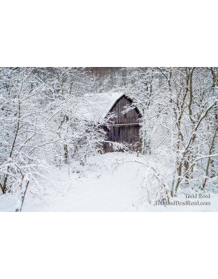 Wednesday November (3589)