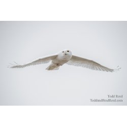 Snowy Owl December (4660)