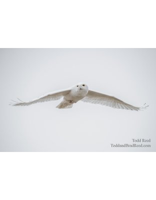 Snowy Owl December (4660)