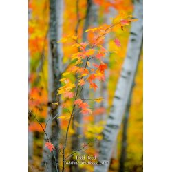 October 10 2012 (4979)