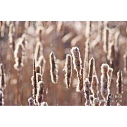 365 Week (5056)