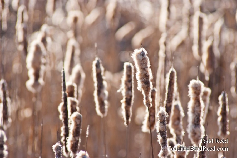 365 Week (5056)