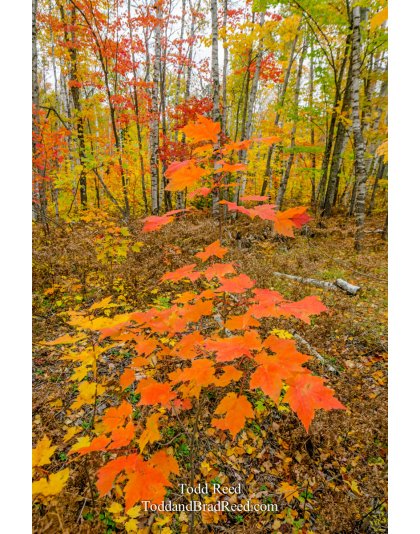 Tuesdays With Todd and Brad Reed (5230)