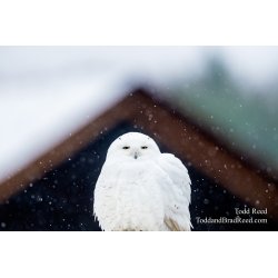Perched