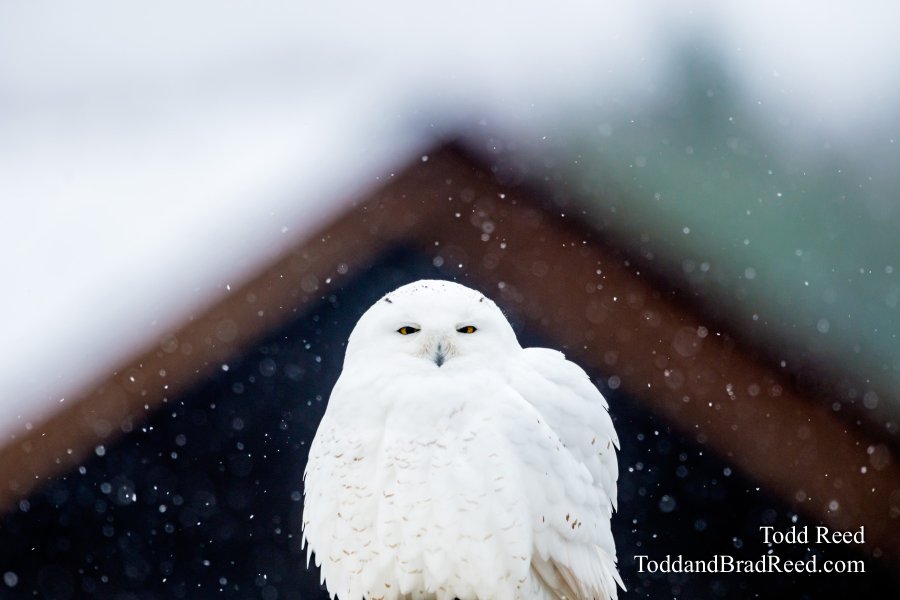 Perched