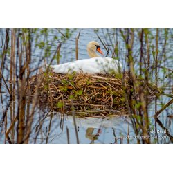 Swans at Epworth