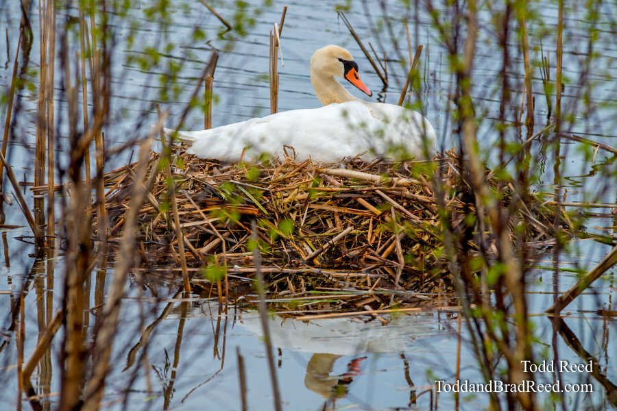 Swans at Epworth