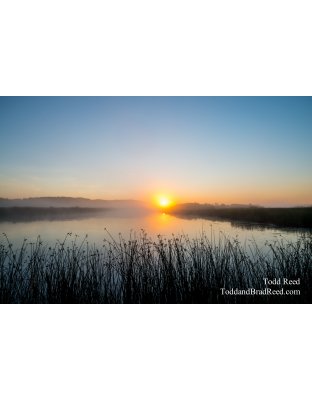 Wednesday PM River Wildflowers Lake Michigan (6056)