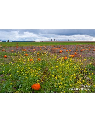 Pumpkins at Monton Farm (6565)