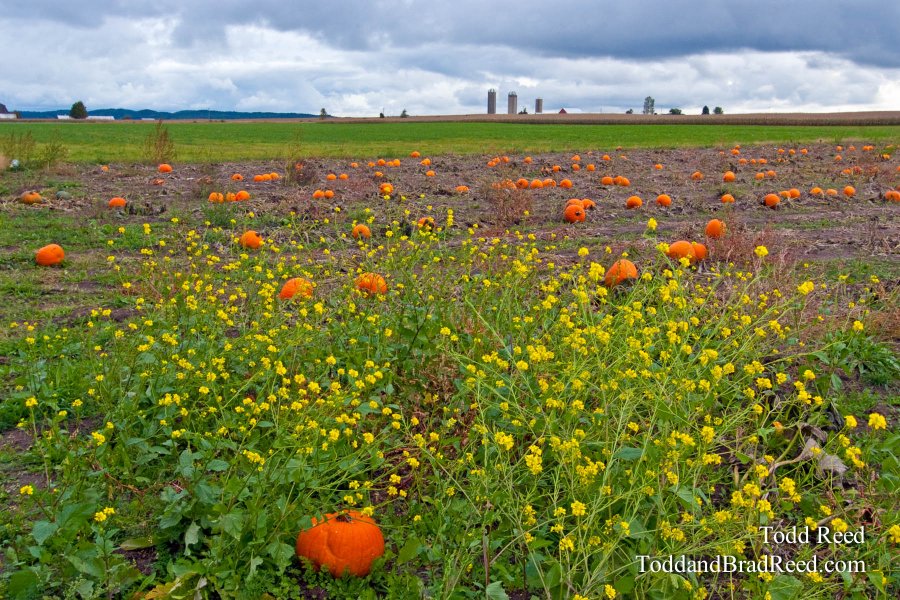 Pumpkins at Monton Farm (6565)