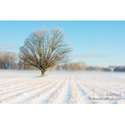 Farm Focal Point