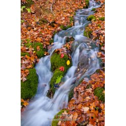 Fall Falls