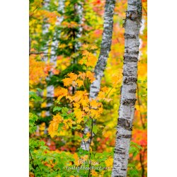 Crisp Point Munising Taquamenon Laughuing Whitefish Falls (7713)