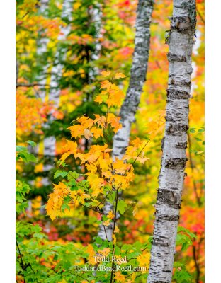Crisp Point Munising Taquamenon Laughuing Whitefish Falls (7713)