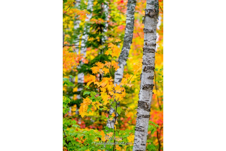 Crisp Point Munising Taquamenon Laughuing Whitefish Falls (7713)