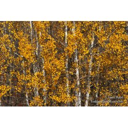 Fall Trees (7718)