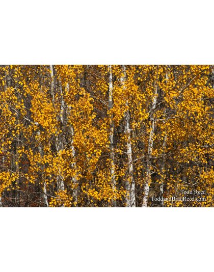 Fall Trees (7718)