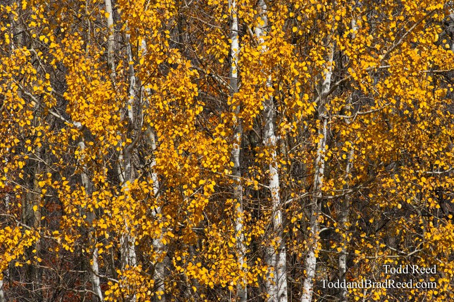 Fall Trees (7718)