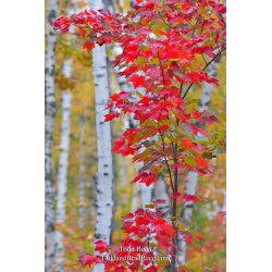 Birch Maple Magic