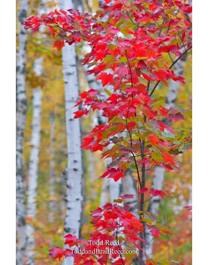 Birch Maple Magic