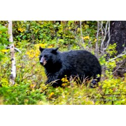 Bear On the Move