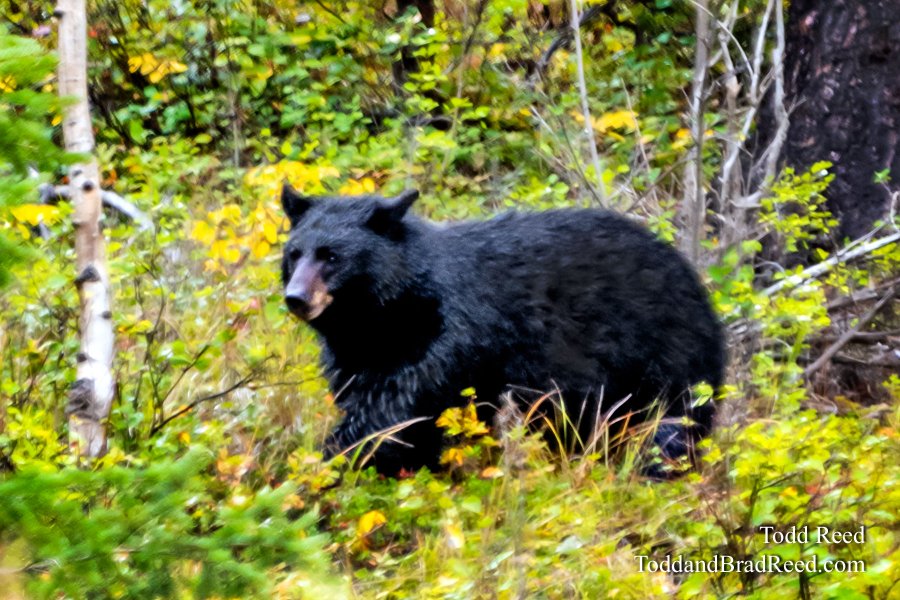 Bear On the Move