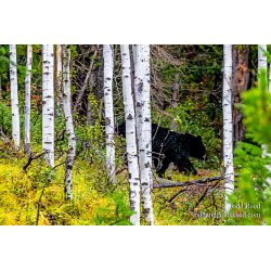 Bear Path