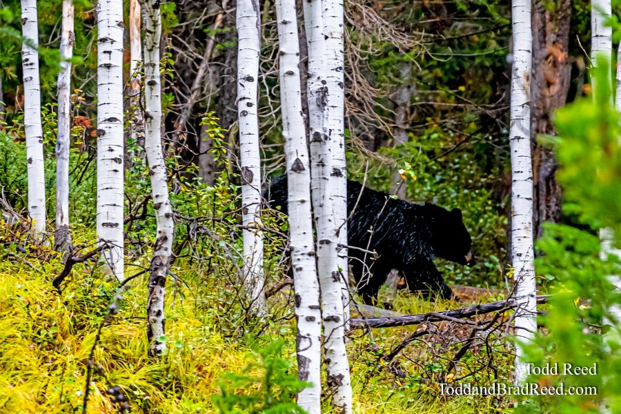 Bear Path