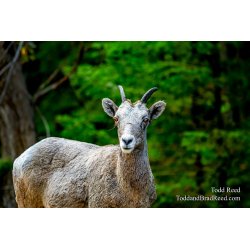 Mountian Goat