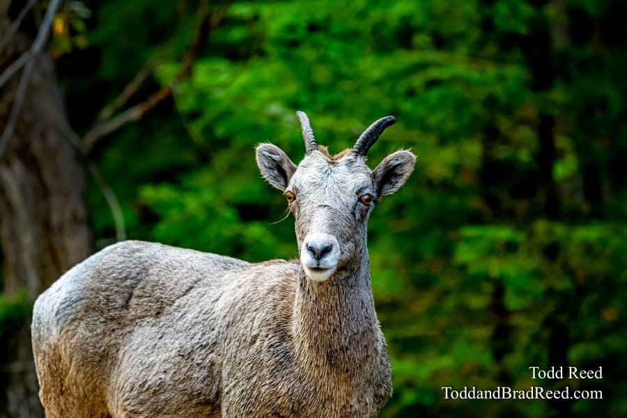 Mountian Goat