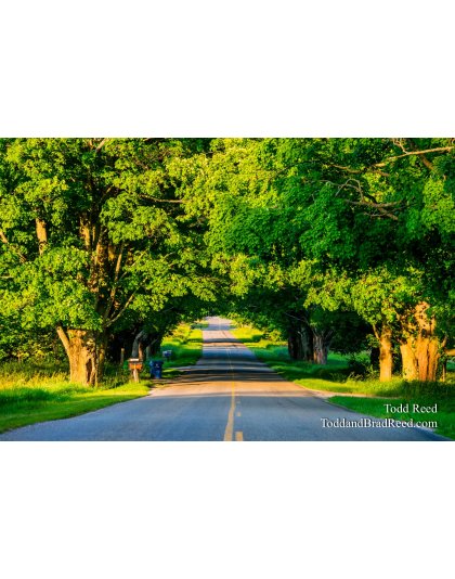Conrad Road Tunnel of Trees in Summer (9509)