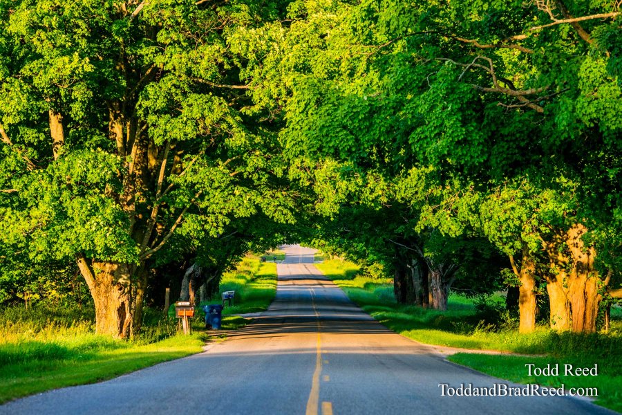 Conrad Road Tunnel of Trees in Summer (9509)