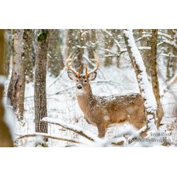 A Winter Legend