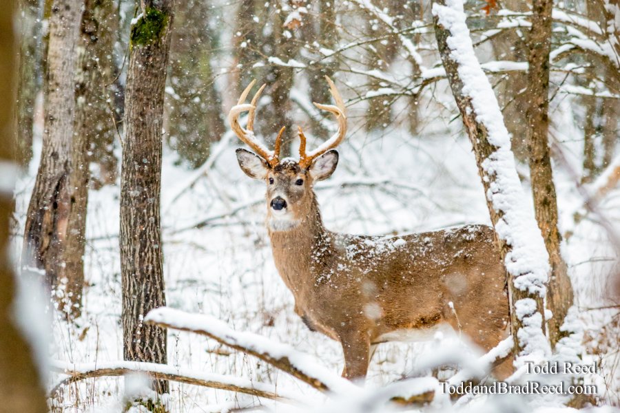 A Winter Legend
