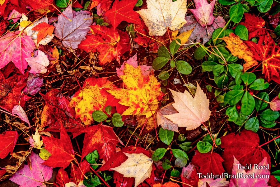 Autumn Carpet