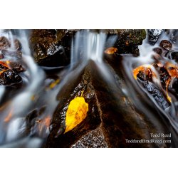 Bond Falls Offshoot