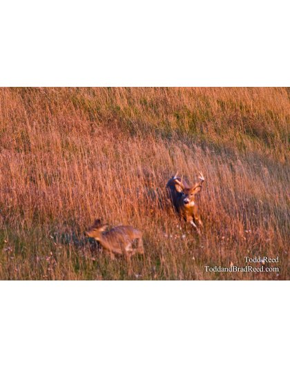 Bucks at Hydro Electric Plant (6431)