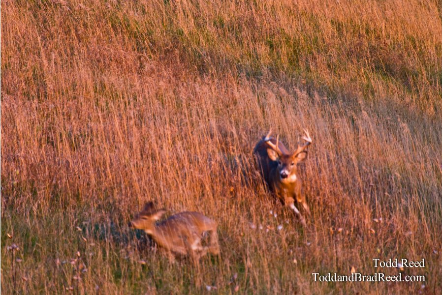 Bucks at Hydro Electric Plant (6431)