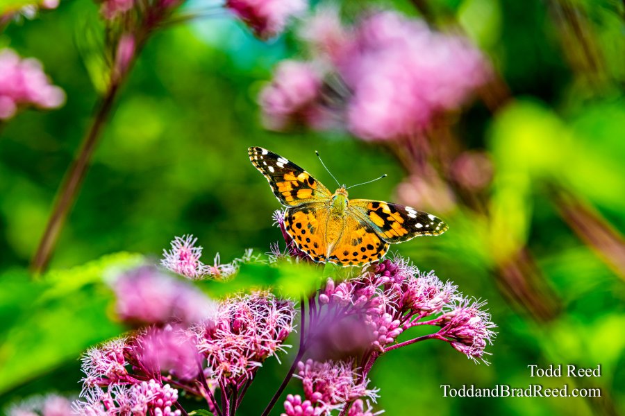Butterfly Heaven