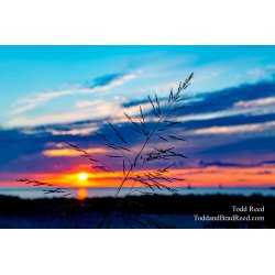 Dune Grass Delight