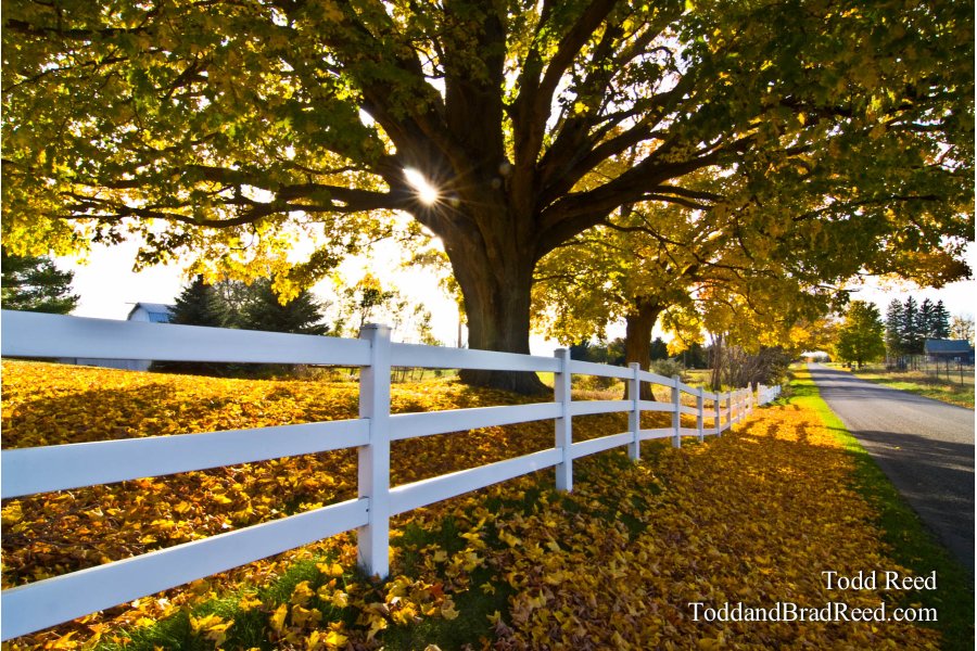 Fall Color (5964)