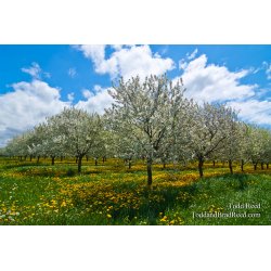 Fruit Country